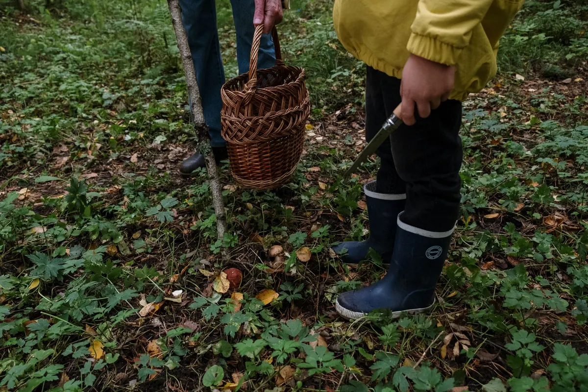 A Seasonal Guide to Foraging in the UK: What to Pick and When