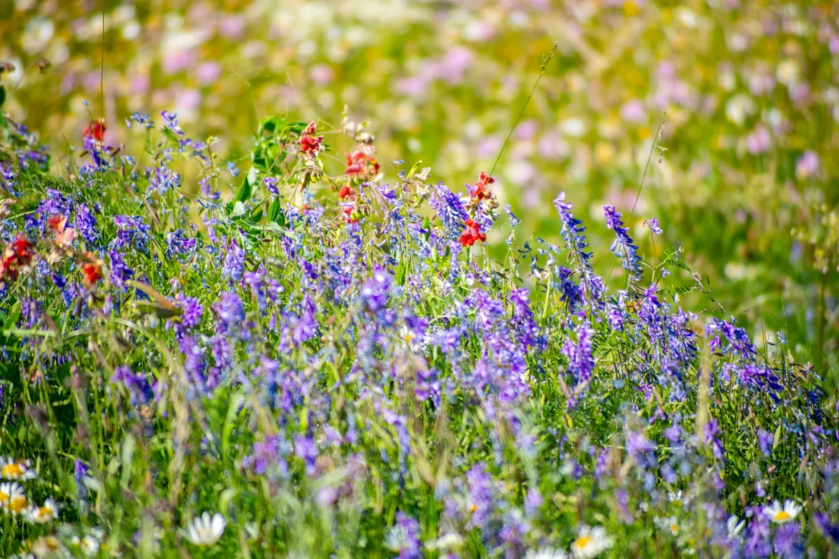 Common Mistakes When Planting a Wildflower Meadow